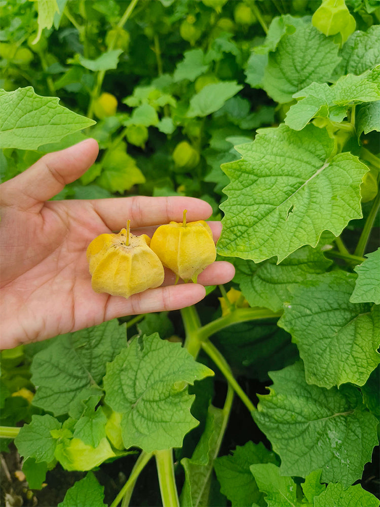 Golden Ground Cherry