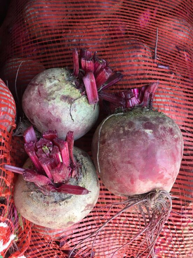 HC Purple Top Beet
