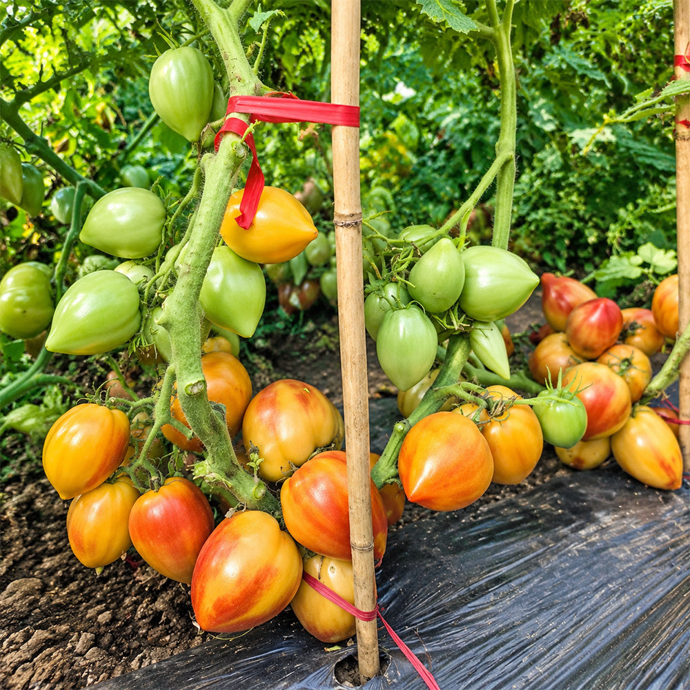 208 Dwarf Sunkissed Peach Tomato
