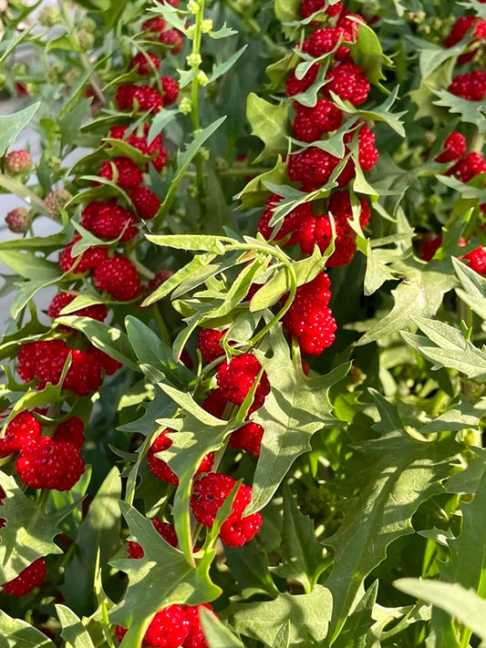 Strawberry Spinach