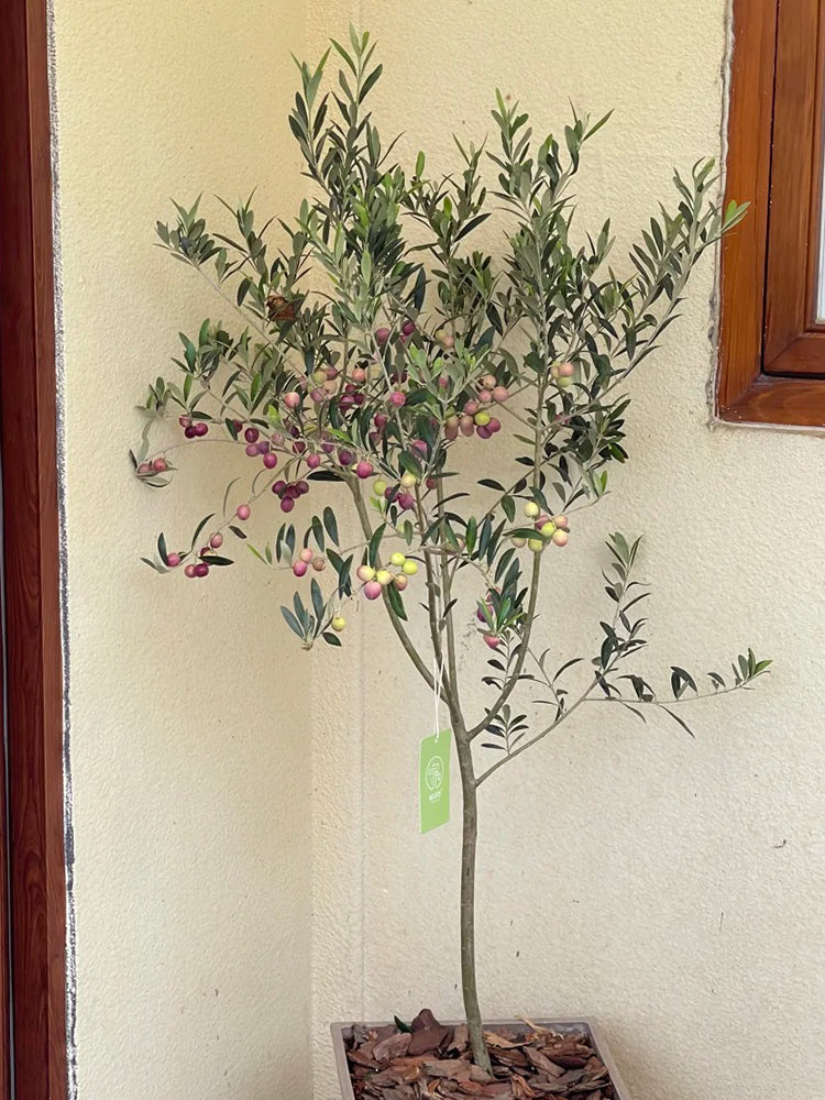 Olive Tree