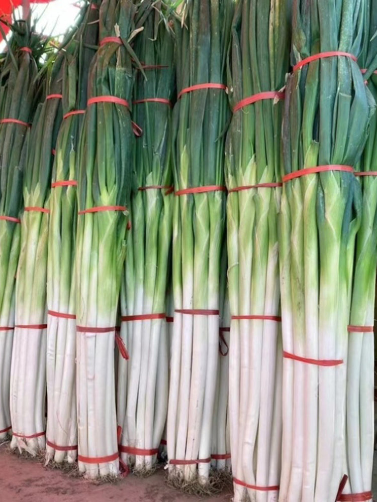 Zhangqiu Green Onion