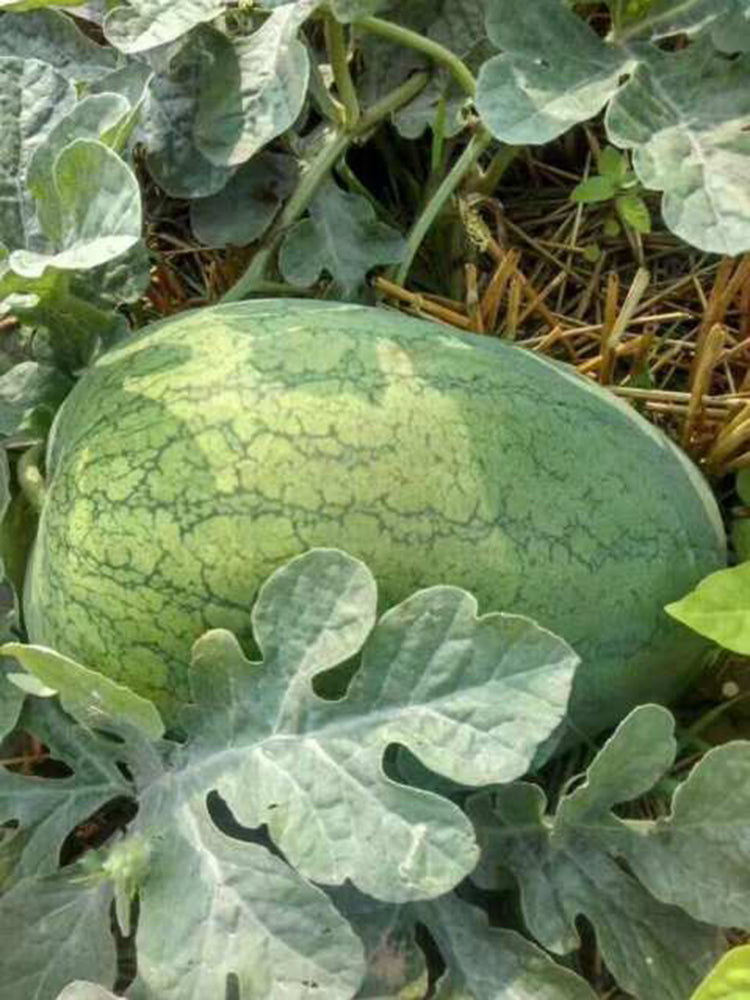 'Sweet Li' Yellow Flesh Watermelon