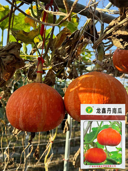 Longxindan Pumpkins