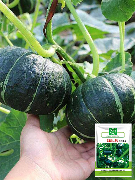 Green Baby Mini Pumpkin