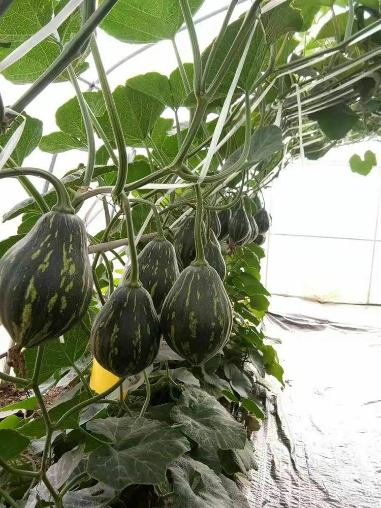 Fragrant Taro Pumpkin