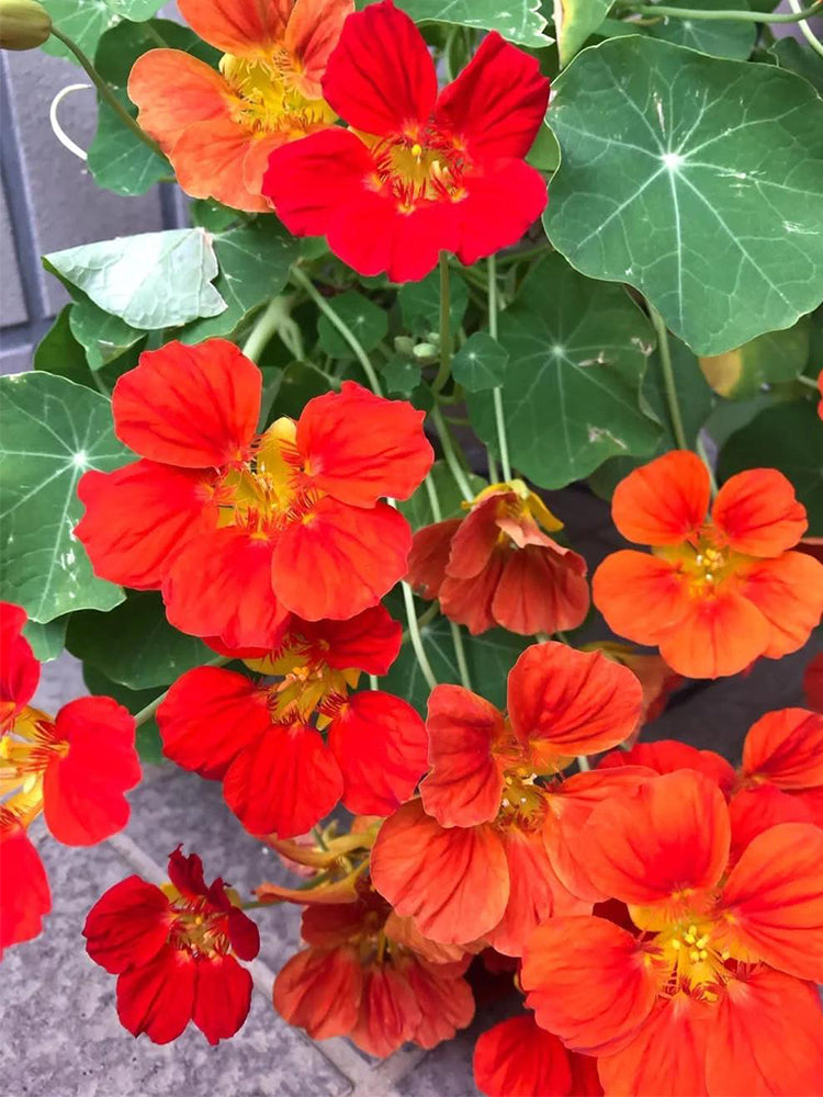 Hezhichun Red Nasturtium