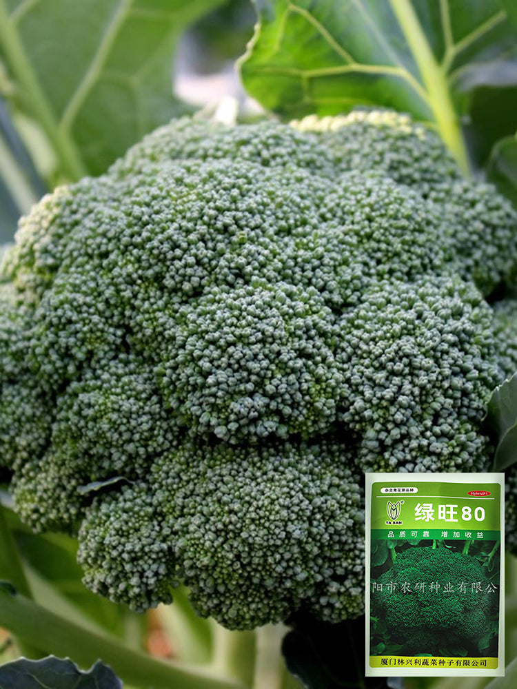 GreenVigour 80 Broccoli
