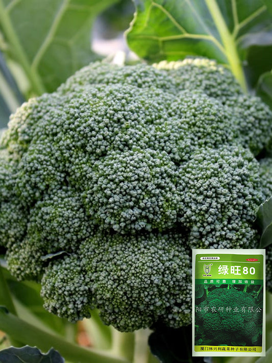 GreenVigour 80 Broccoli