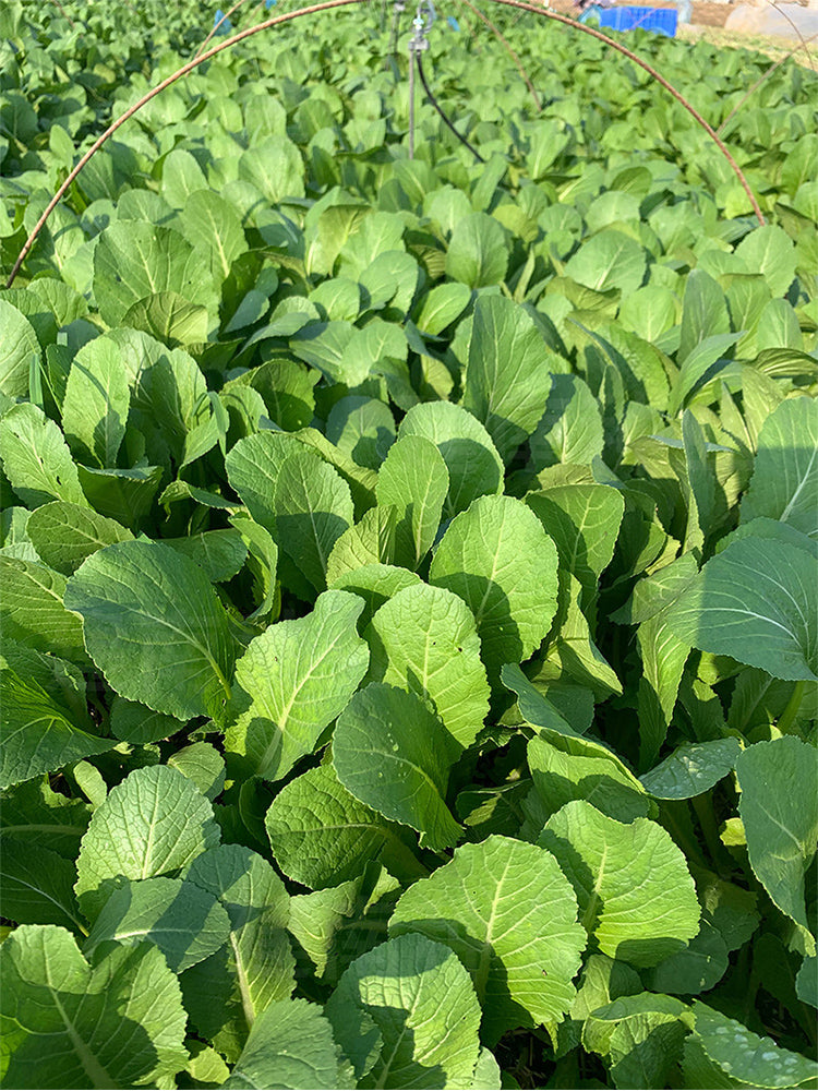 Kongkong Hakka Mustard