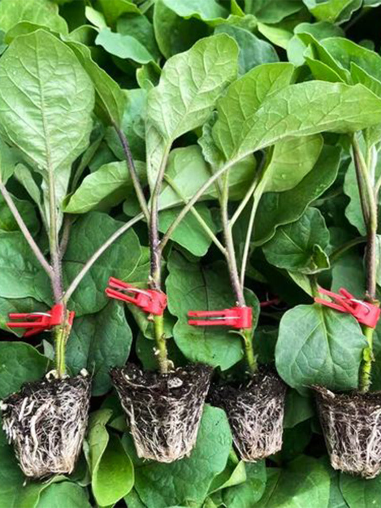 Tuolubamu Eggplant Rootstock