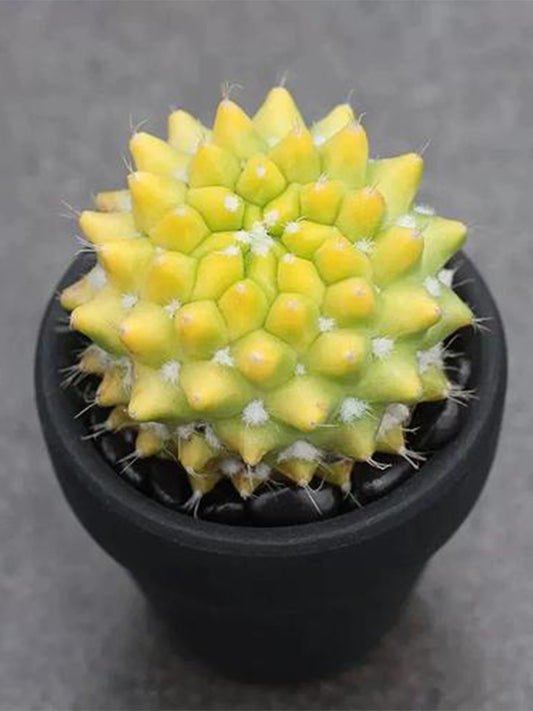 Variegated Mammillaria