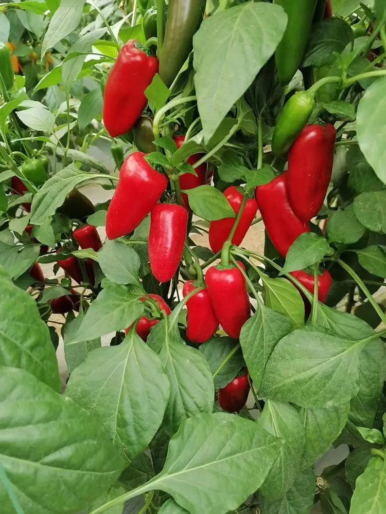Mini Red Sweet Pepper