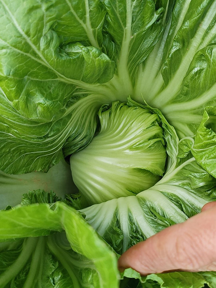 Jinlei Mustard Cabbage