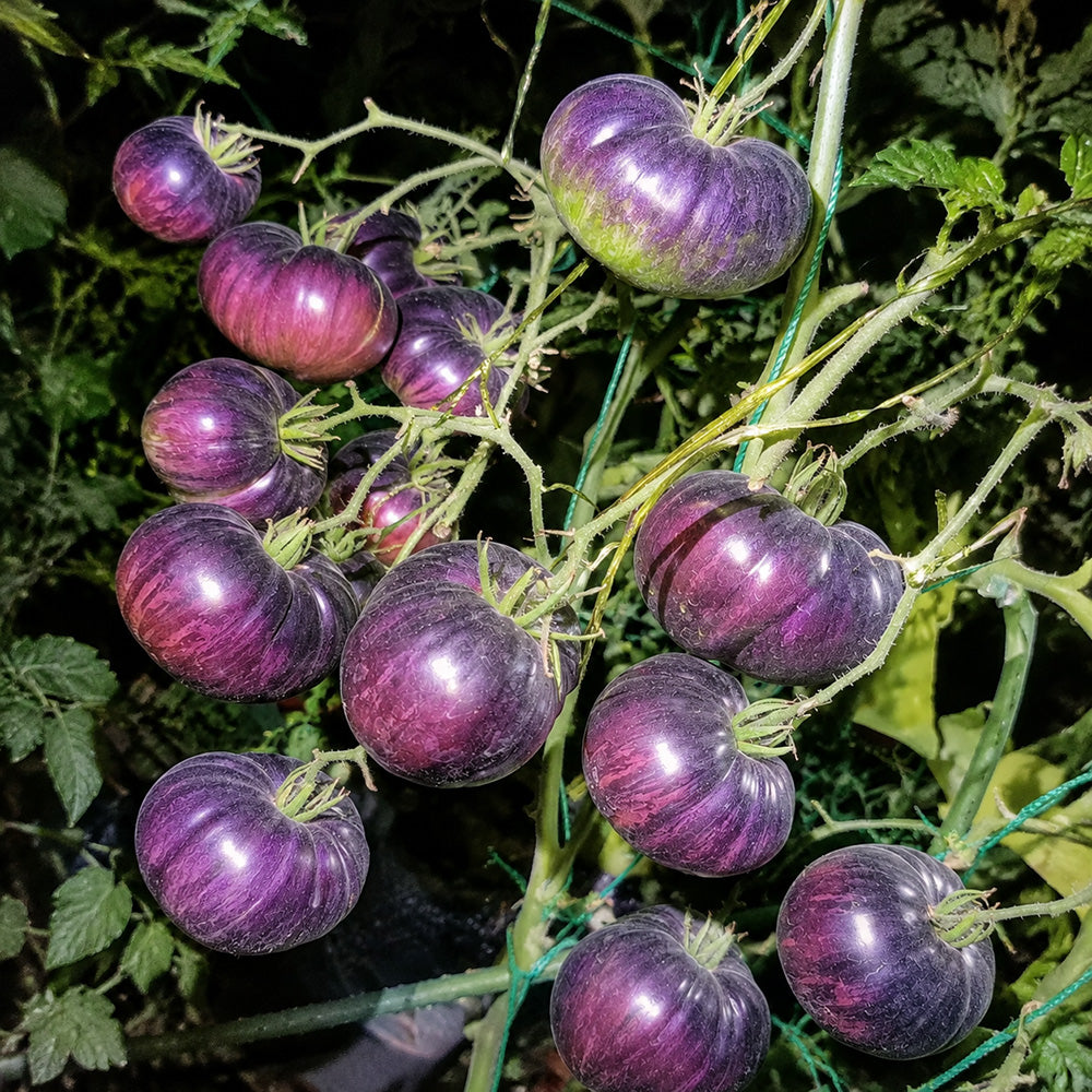 56 Rebel × Marsha's Beefsteak Tomato