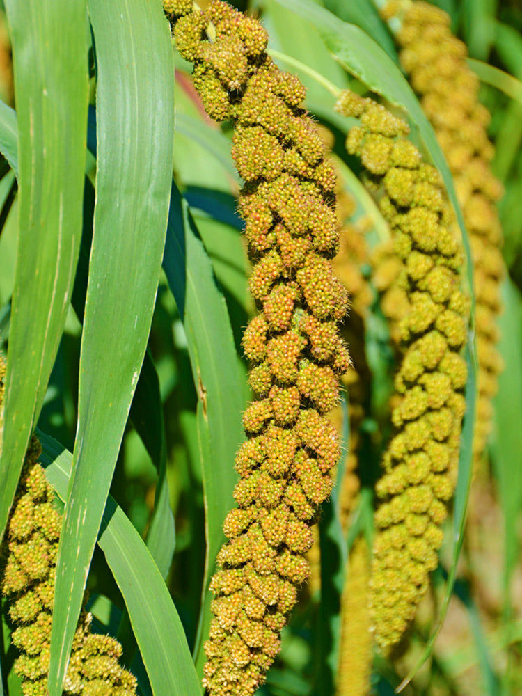 Red Foxtail Millet