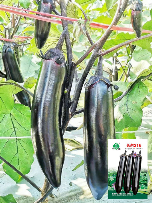 'Changza 216' Eggplant