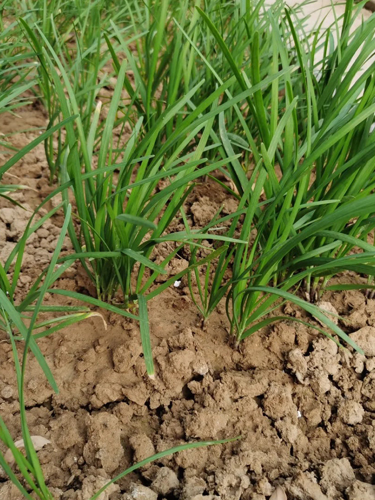 HUAJUN Purple-rooted Chinese Chives