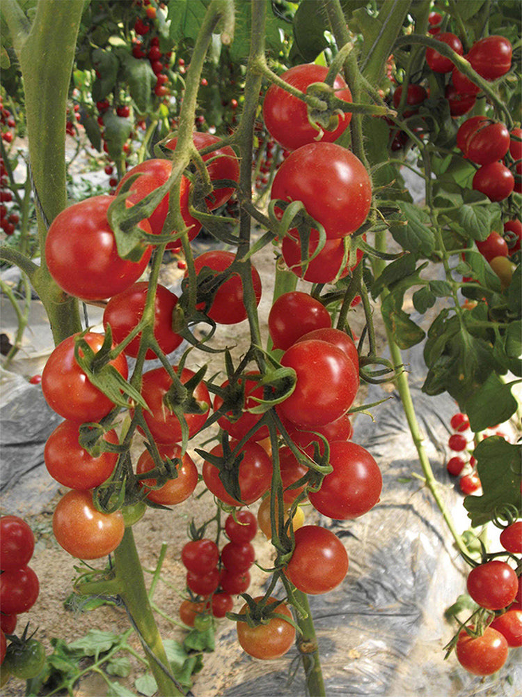 Pink Peach Tomato