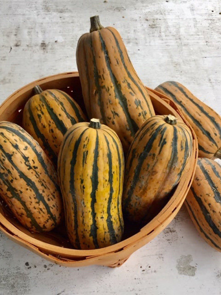 Honey Boat Squash