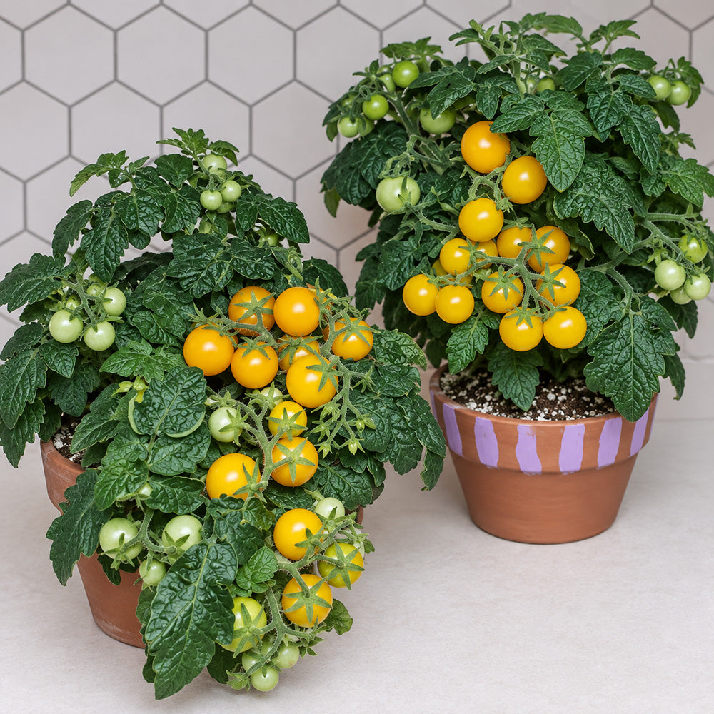484 Micro Dwarf Pinocchio Orange Tomato