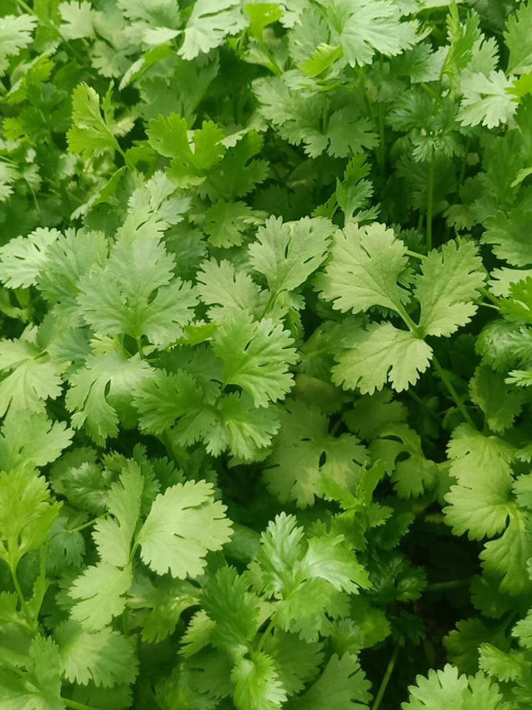 Yunxiang 369 Coriander
