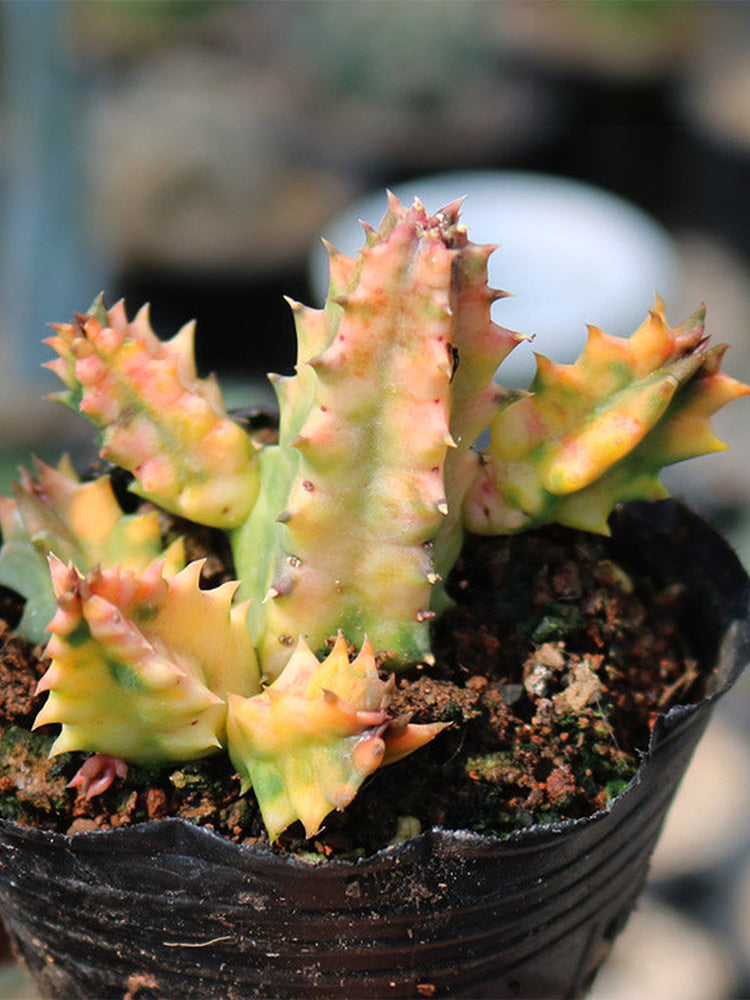 Variegated Huernia zebrina 'Lifesaver'