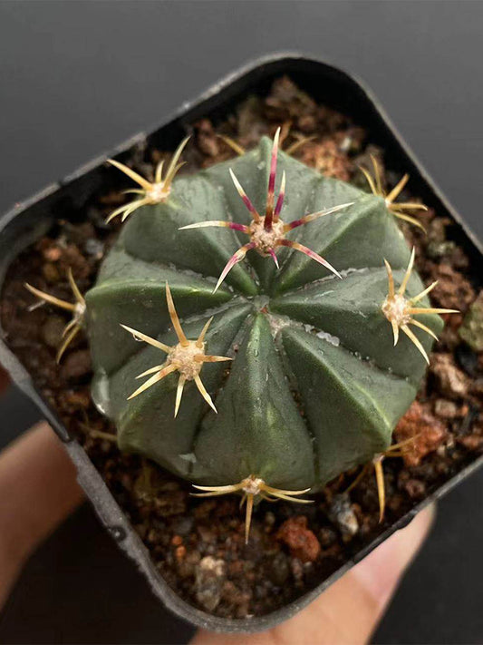 Ferocactus macrodiscus