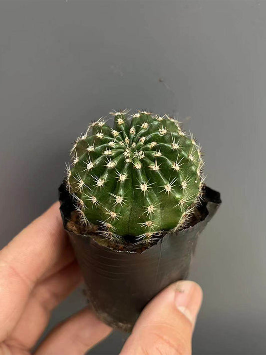 Echinopsis hybrid 'Nongtaojin'
