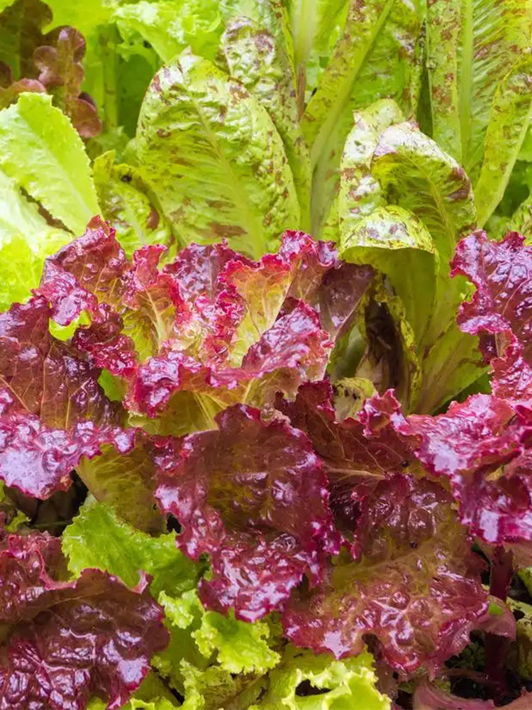 Red Loose-leaf Lettuce