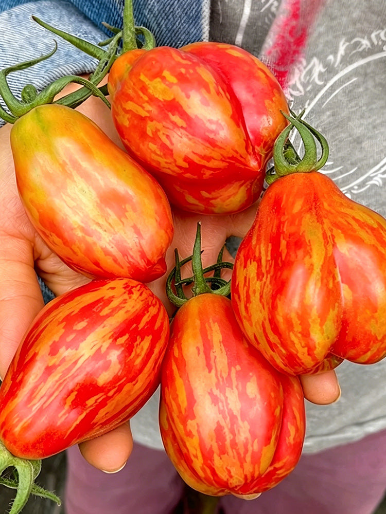 Red Pear Tomato