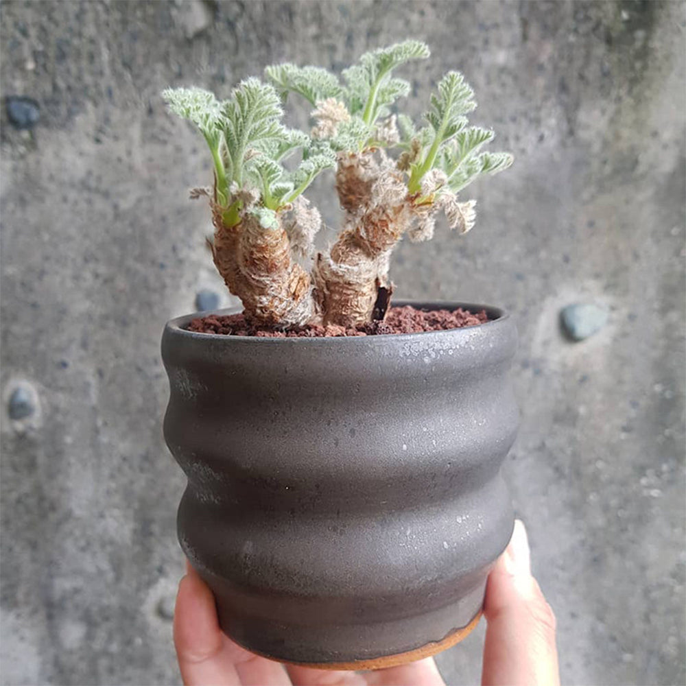 TD002 Pelargonium appendiculatum Dormant Tuber