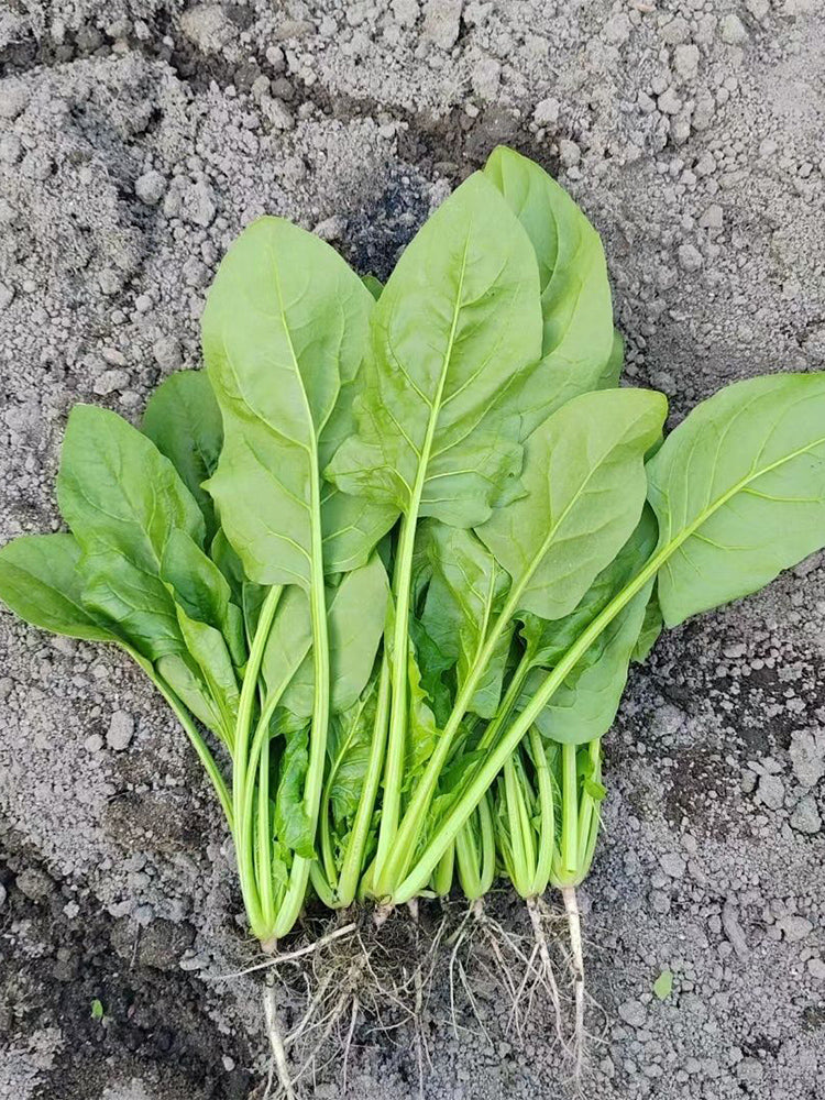 'Jinbote No.26' Spinach