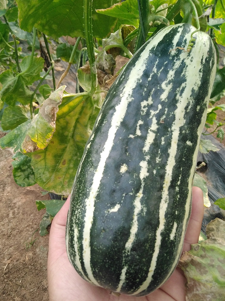 Shengmei No.1 F1 Melon
