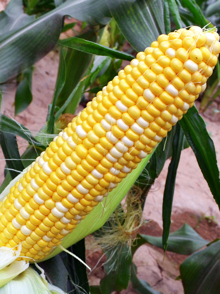'Etianyu No.3' Corn