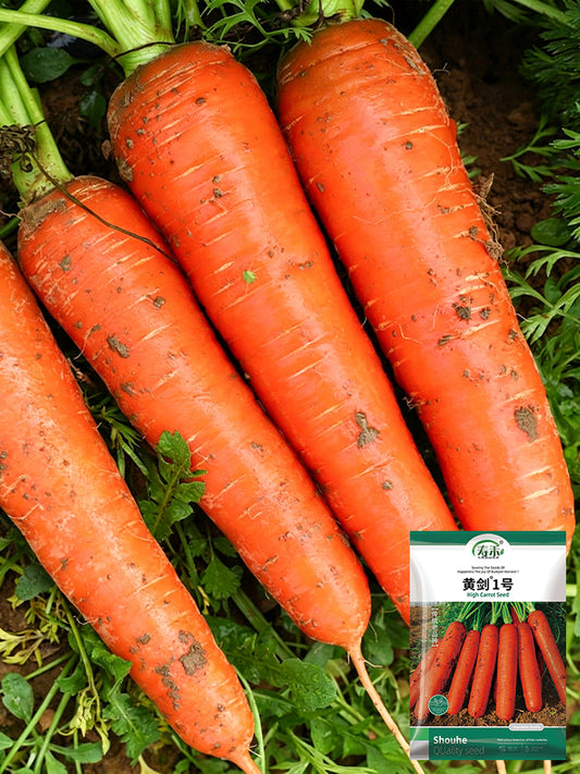 'Huangjian No.1' Carrot