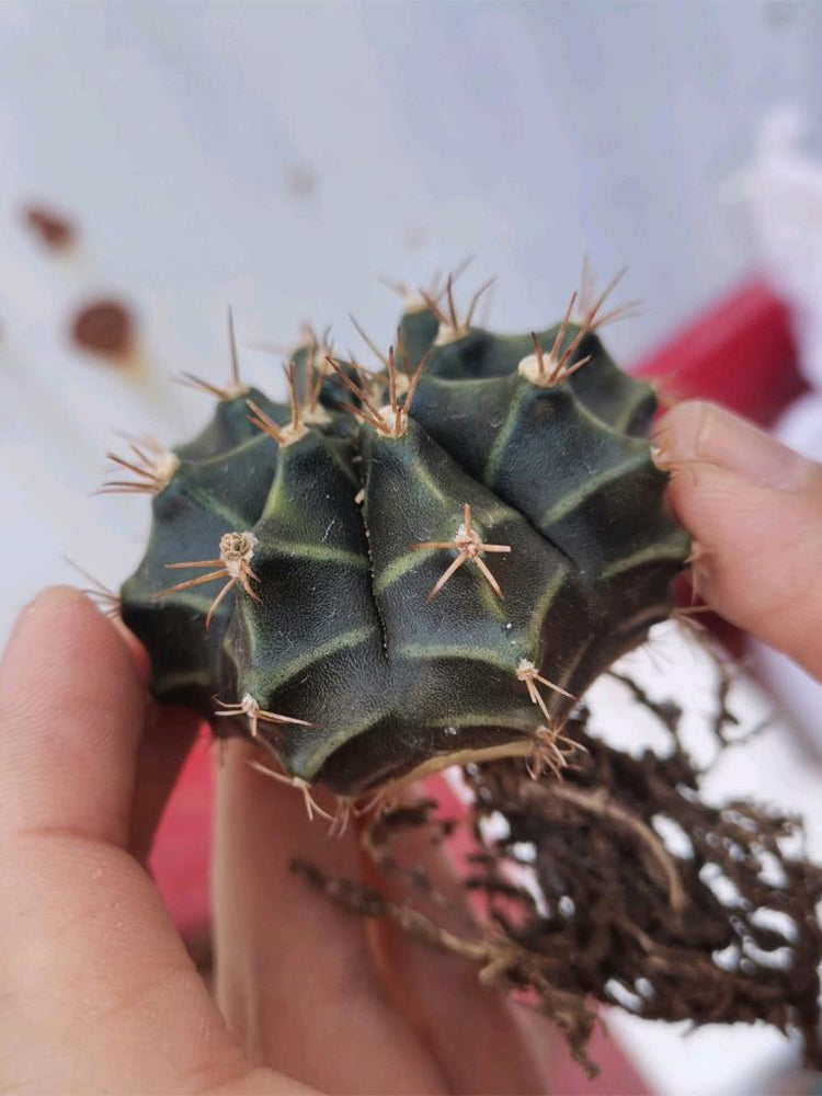 Gymnocalycium mihanovichii var. filadelfiense