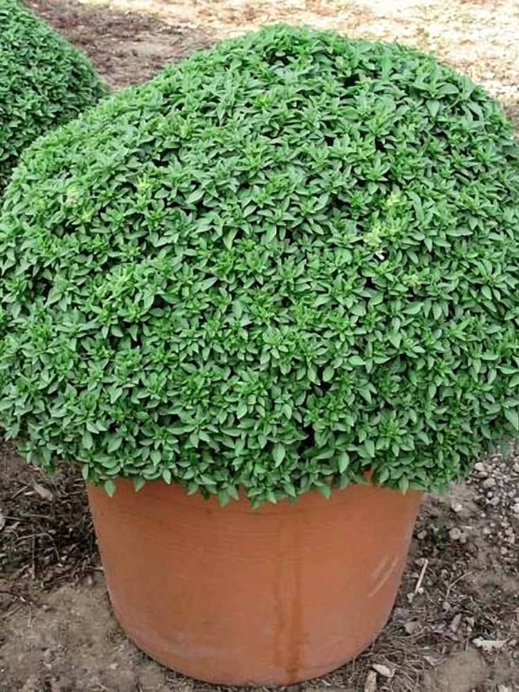 Aristotle Basil