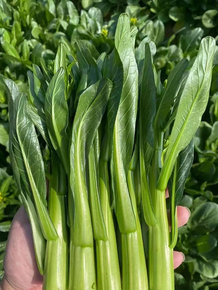 'Li Jian' 120-Day Sweet Choy Sum