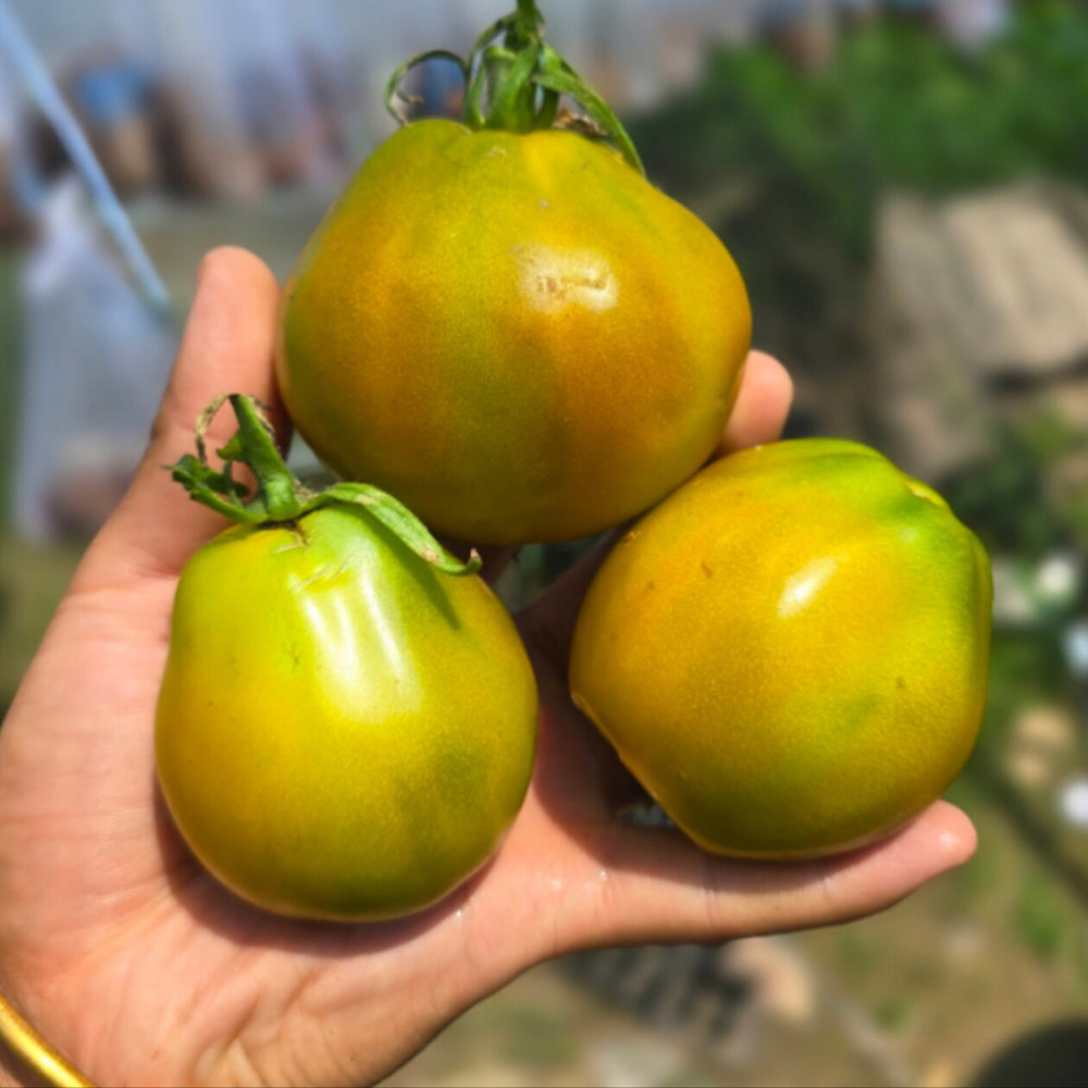 779 Spear's Tennessee Green Tomato
