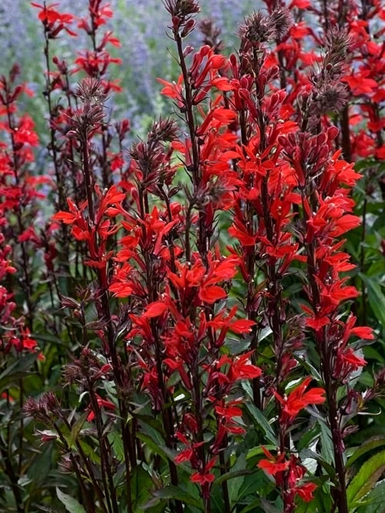 'Queen Victoria' Cardinal Flower