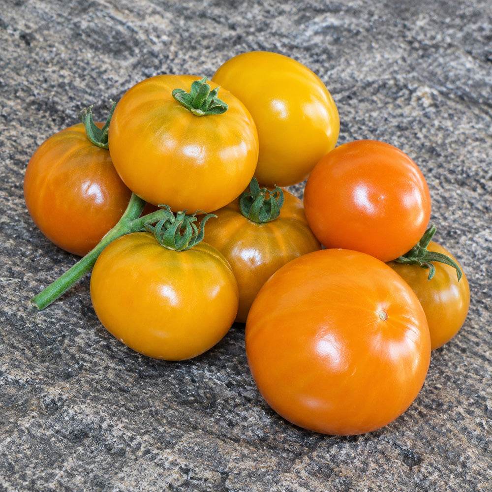 66 Dwarf Soul Patch Tomato