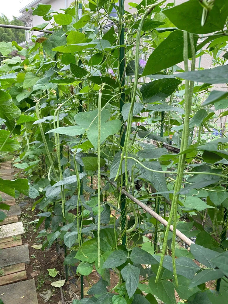 Heimei No. 1 Cowpea
