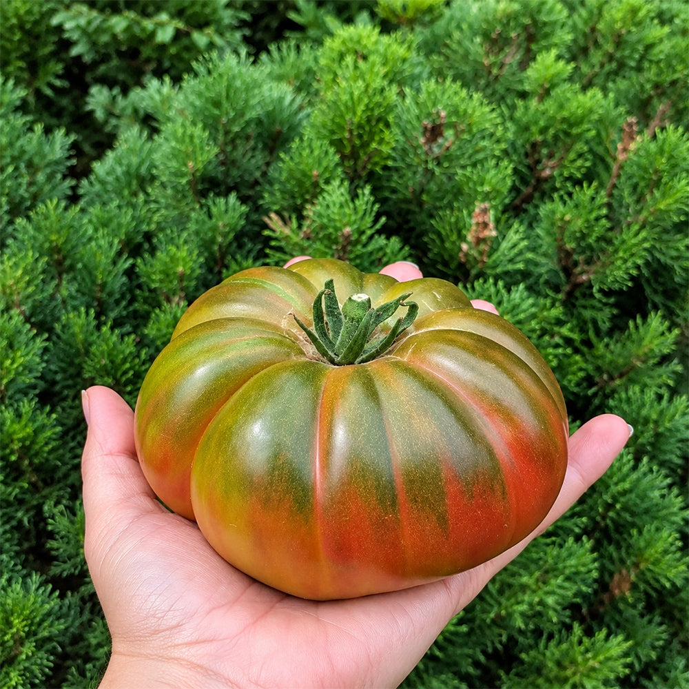 145 Renegade Tomato