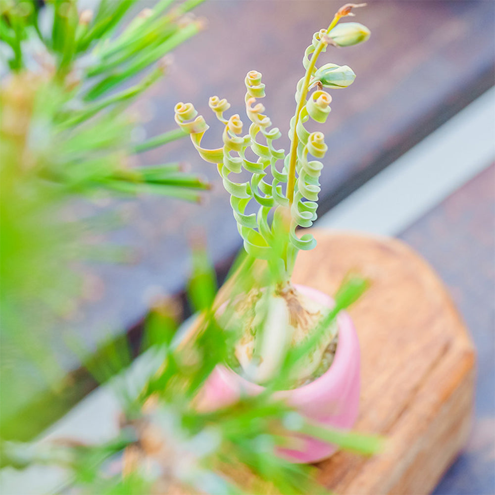 TD005 Albuca concordiana 'Guifei' Dormant Bulb