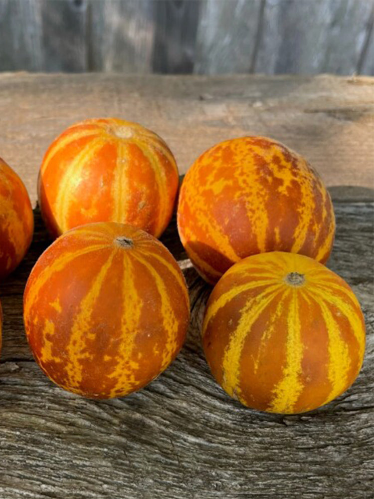 Queen Anne's Pocket Melon