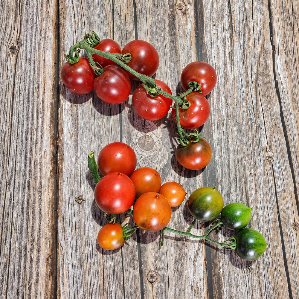 326 Blueberry Blues F1 Tomato