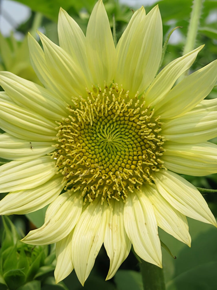 'Lotus Emergence' Sunflower