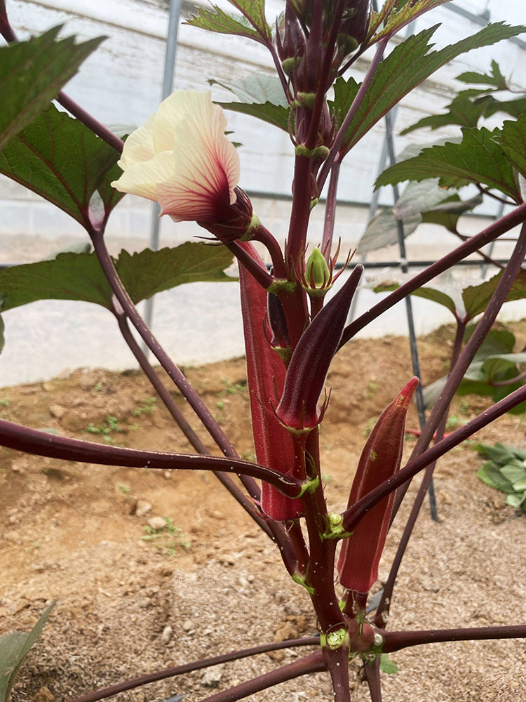 Fruit Red Okra