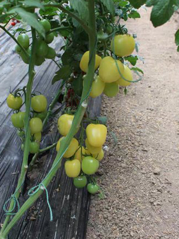 Cream White Cherry Tomato F1